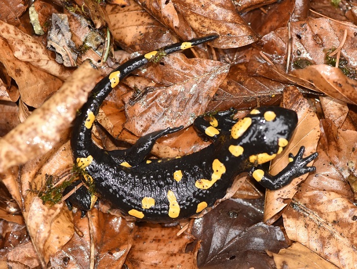 Salamandra pezzata sotto la neve